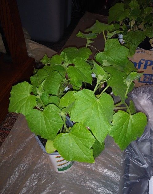 Organic cucumbers Ready To Plant In Garden 3 Plants$6