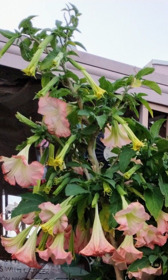 Angel's trumpet Brugmandia Florinfundia