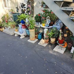 Big Plant Sale !!! ☘️ 🌵 🌹 🌴