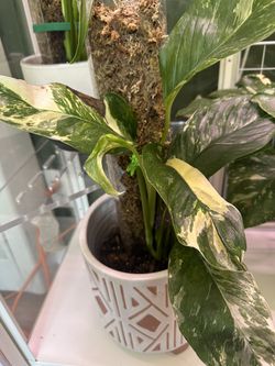 Monstera Lechleriana Albo 