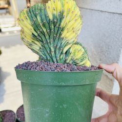 San Pedro Creastata Veriegated Rare Cactus Imported