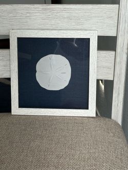 Framed Sand Dollar Shadow Box