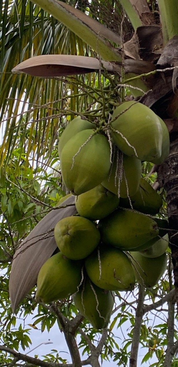 Fresh Coconut