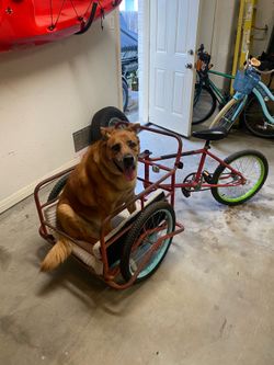 Tricycle, bicycle to tote dogs or cargo