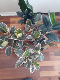 Houseplants