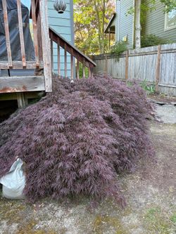 Maple tree