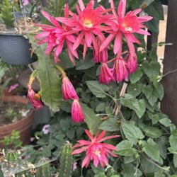Orchid Cactus 