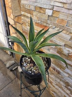 Agave In Plastic Pot 