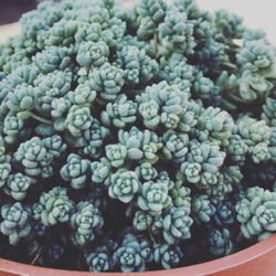 Beautiful rare succulent plant!