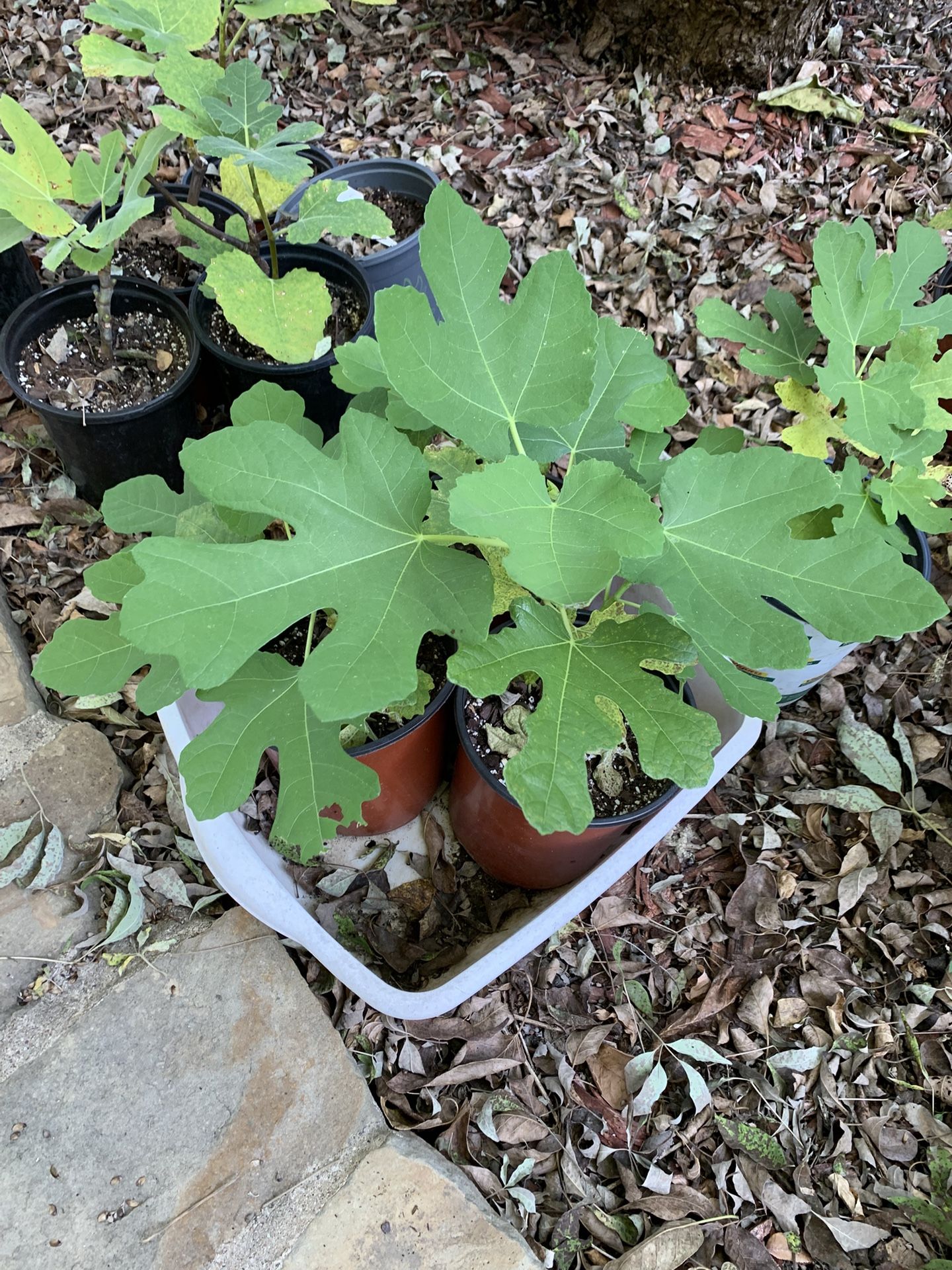 Figs plants Chicago Hardy & brown turkey – pots with 2 plants are $15, pots with 1 plant are $10 