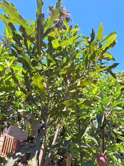 arbol
