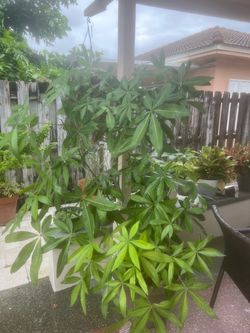 Arbol del dinero