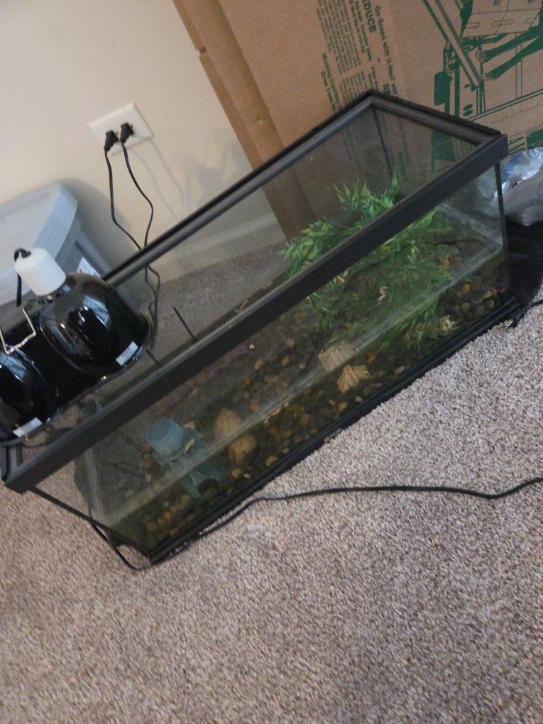 Turtle/fish