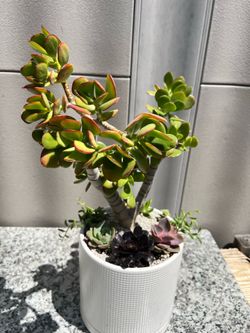 Succulent arrangement, arreglo de suculentas