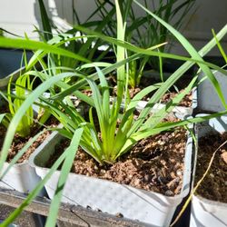 Blue Flower Ornamental Perennials In LG 4.5" Pots