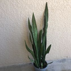 Snake live plant