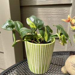 🎁Philodendron Brazil Trailing House Plant With Beautiful Foliage In 4”H Ceramic Pot.  