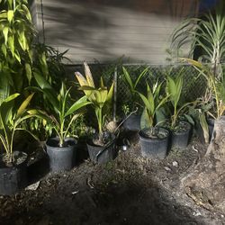 Coconut Tress 7 Gal 3 Ft Tall