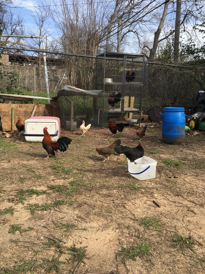 Roosters