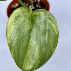 Scindapsus Rubicon