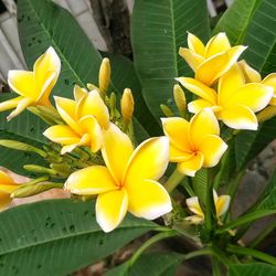 Plant (Plumeria)