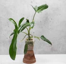 Rare Aroid Philodendron Golden Dragon plant/ Indoor Plant/ house plant/ flower patio garden starter