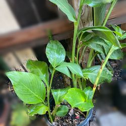 Plants