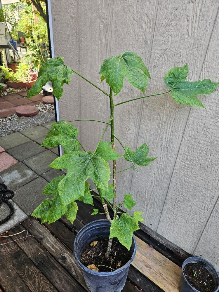 Bele Abelmoschus Manihot Edible Plant 5 Gallon