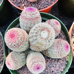 Rainbow Cactus Cluster Imported