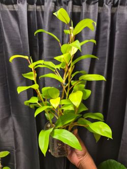 Philodendron Golden Goddess