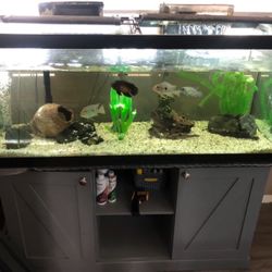 75 Gallon Fish Tank