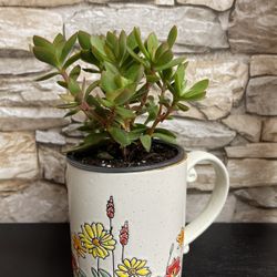 Succulent House Plant In Cute Textured Cup 4.5'H.