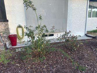 Free rose bushes - you dig up!