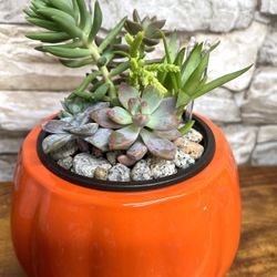 Cute Arrangement Of Succulents House Plants In Ceramic Pumpkin Pot 4”H.