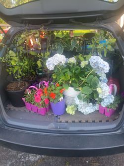 Plants