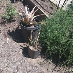 Aloe vera Plant  $15