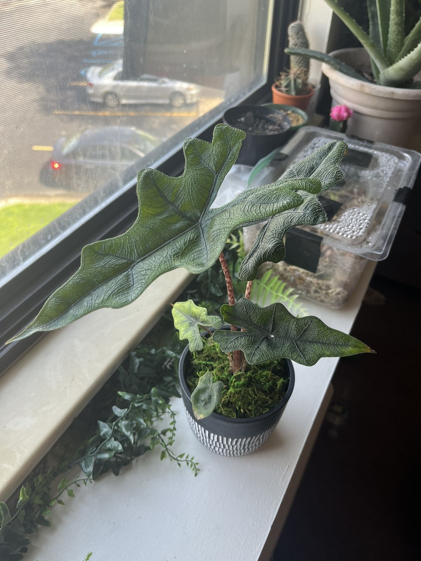 RARE Alocasia Jacklyn