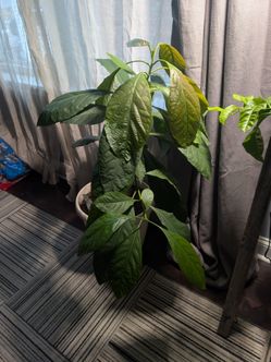 Free Avacado plant