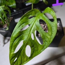 🌿 Monstera Adansonii (Swiss Cheese Plant)
