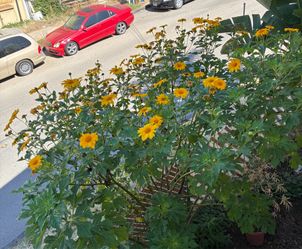 Sunflower Plant!!!!