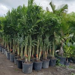 Spectacular Christmas Palms!!! Best Quality!!! 6-7 Feet Tall 
