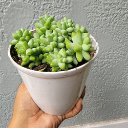 Succulentas Burrito