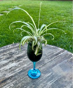 Variegated spider plant