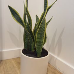 Golden Snake Plant - easyplant