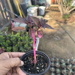 Bloodleaf plant