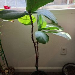 FIDDLE   FICUS LYRATA INDDOR PLANT 🪴 