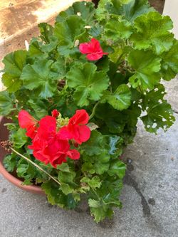 Flower Plant Big