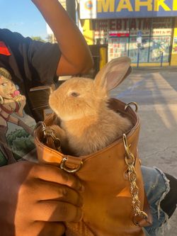 Bunny bag
