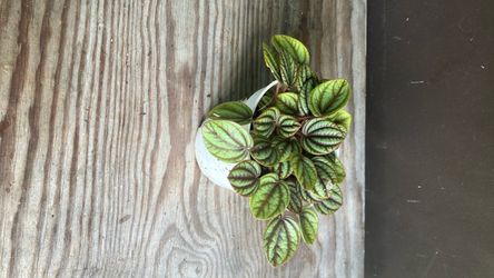 House plant