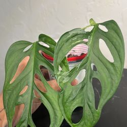 Monstera Adansonii Mint